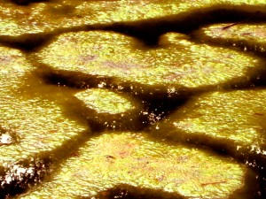 Golden Pond